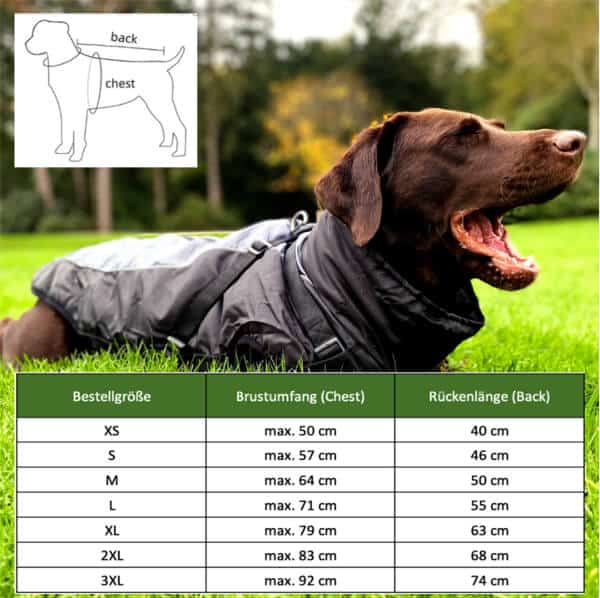 Brauner Labrador trägt einen Hundemantel liegt auf dem Rasen