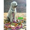 Hund mit pinker Hundeleine von Leisegrün