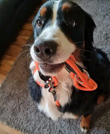 Ein junger Bernersennenhund hat eine orangenfarben Paracord Hundeleine in der Schnauze und guckt süß in die Kamera