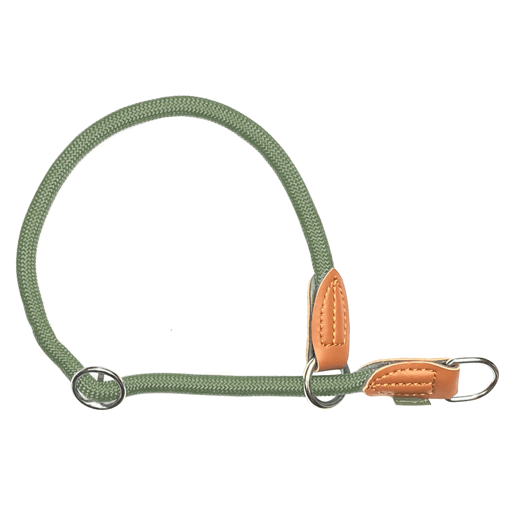 Grünes Hundehalsband auf weissem Hintergrund