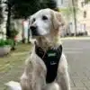 Sitzender Golden Retriever trägt ein Hundegeschirr von Leisegrün und guckt süß