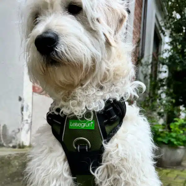 Pudel sitzend, guckt müde in die Kamera und trägt das Hundegeschirr Corby Reflect